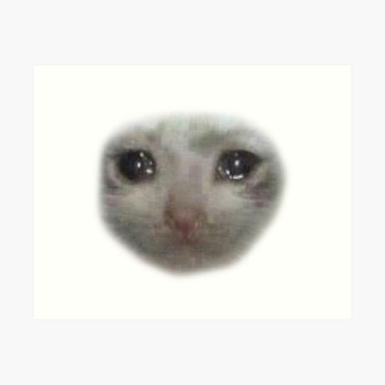Discover crying teary eyed sad cat meme