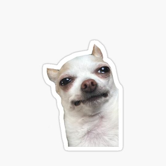 Discover Tiktok Crying Chihuahua