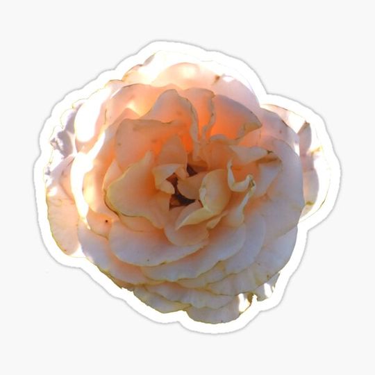 Discover Peach Rose