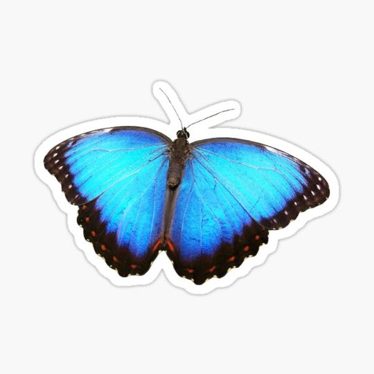 Discover Butterfly blue real