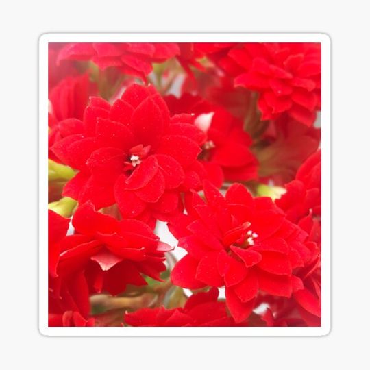Discover red flovers real nature