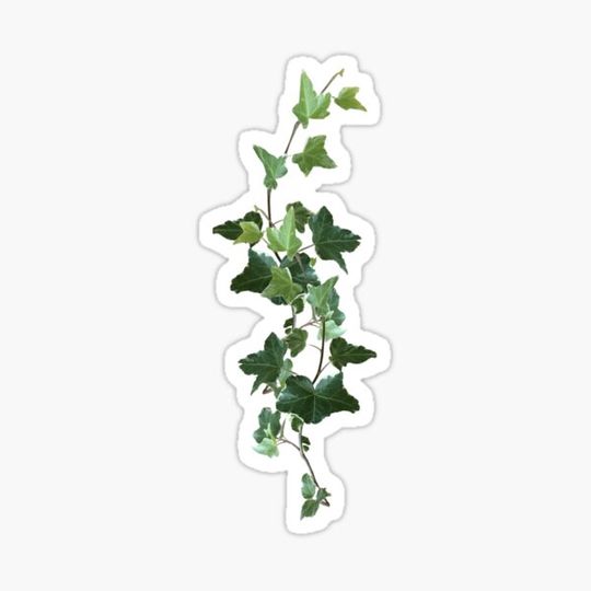 Discover Ivy Vine, green leaves, real variegated ivy creeping