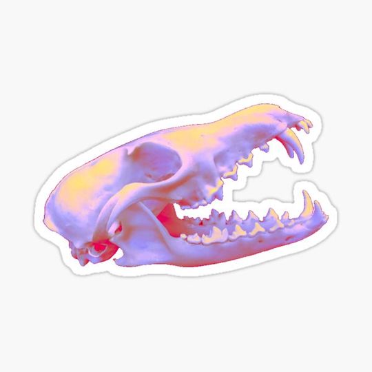 Discover fox skull
