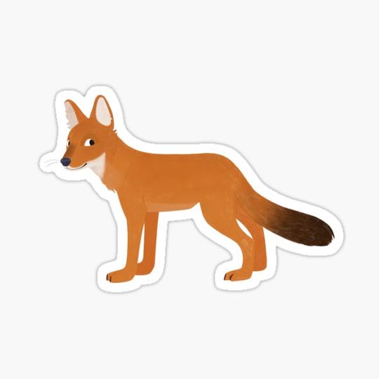Discover A dhole