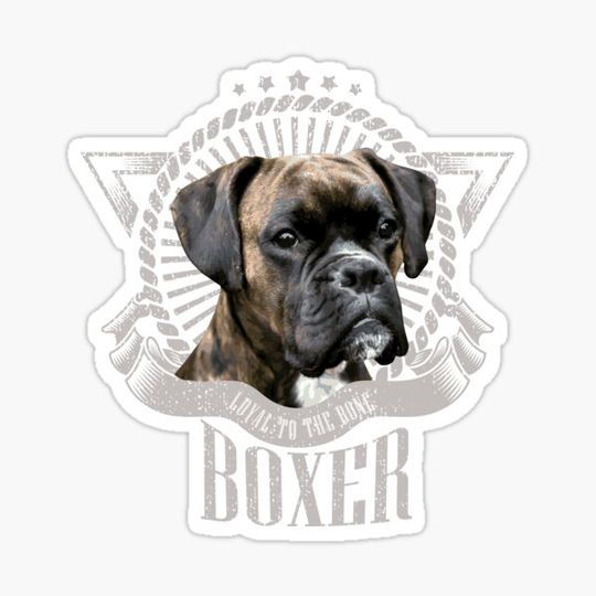 Discover Boxer dog