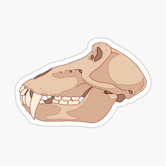 Discover Baboon Skull