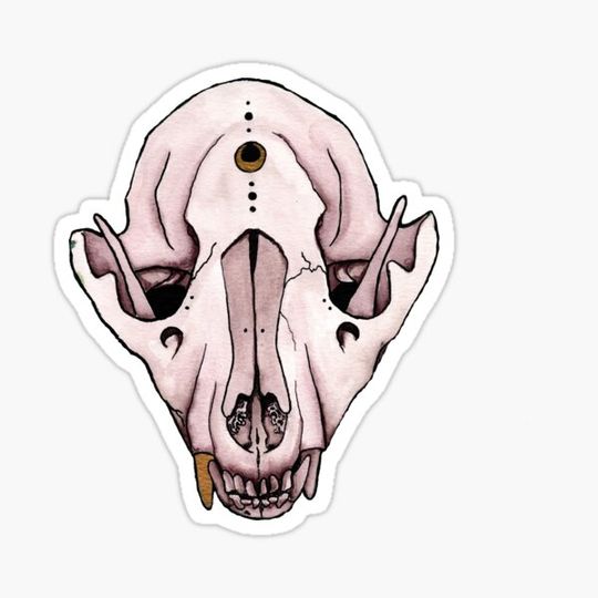 Discover raccoon skull