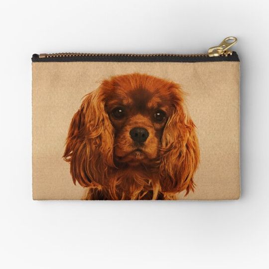 Discover Cavalier King Charles Spaniel