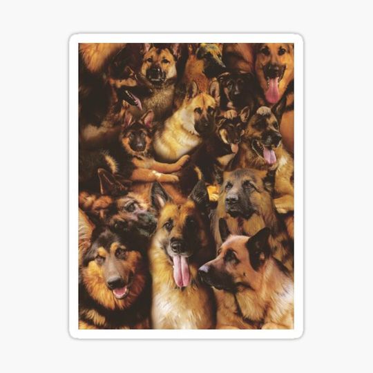 Discover German Shepherds