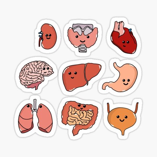 Discover Cute Smiling Organs