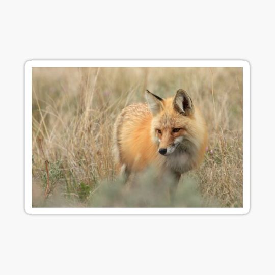 Discover The Vixen