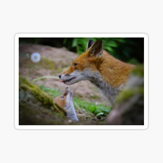 Discover Fox Vixen and Cub