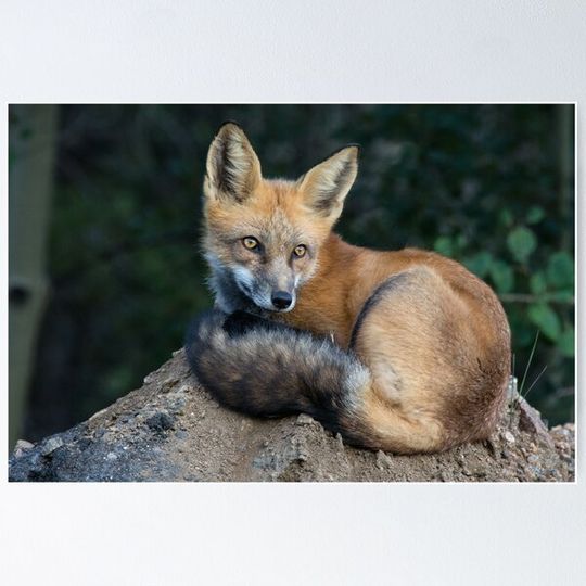 Discover Fox Lady