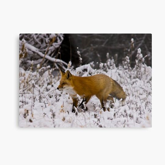 Discover Winter Fox