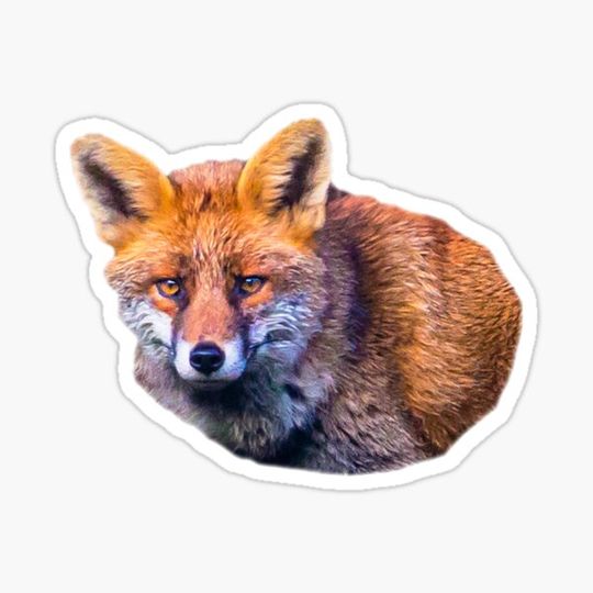 Discover Curious Red Fox