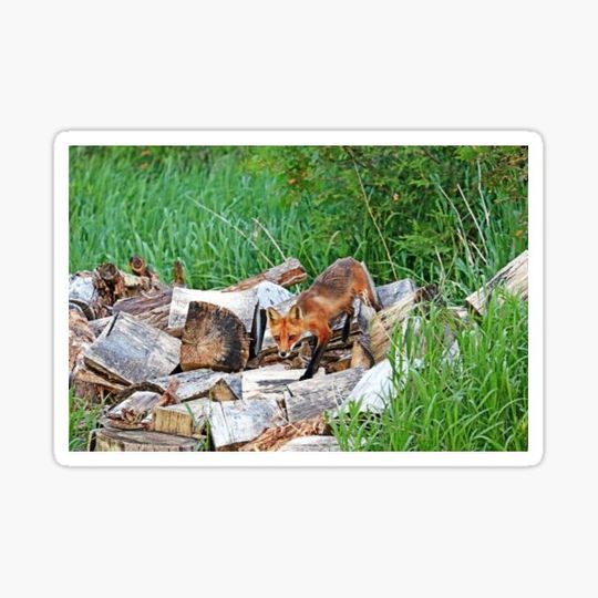 Discover Fox On The Woodpile