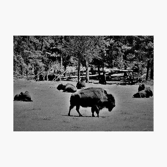 Discover Buffalo's of P.E.I.