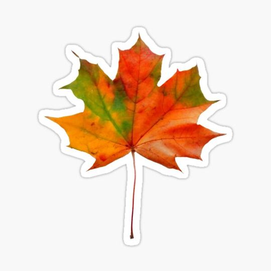 Discover maple leaf on a transparent background