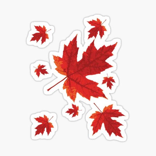 Discover Autumn Maple Leaf