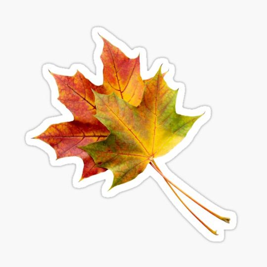Discover Two Pretty Maple Leaves Sticker