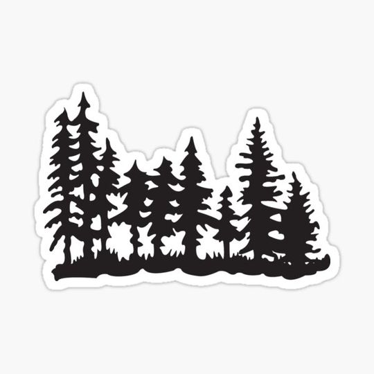 Discover Pine Forest