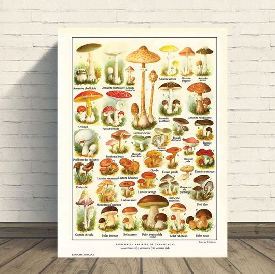 Discover Mushroom Vintage Print Set