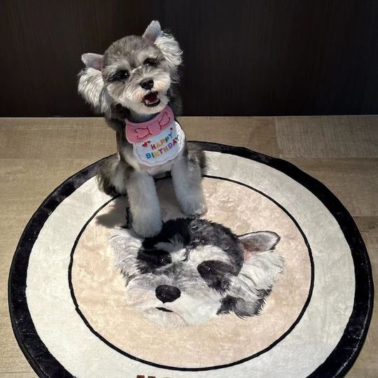 Discover Custom Pet Portrait Decorative Rugs, Personalized Pet Portrait Carpet