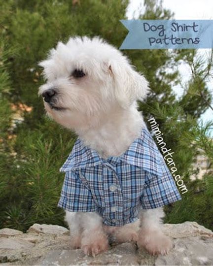 Discover Dog Shirt, Dog Clothes, Sewing Pattern, Dog Clothes Pattern
