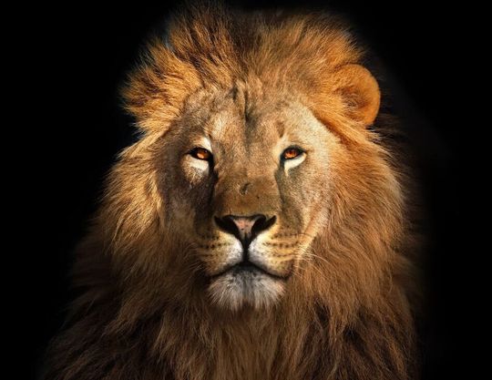 Discover New ! Large Format Lion on Black, Deborah Bucher Designs,  Tissue Paper Decoupage  20 x 29 | Deb 109