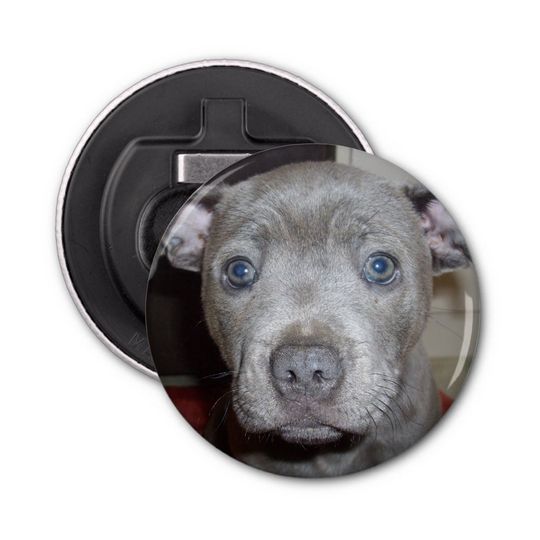 Discover Blue Staffy Puppy Face, Magnetic Bottle Opener. Bottle Opener