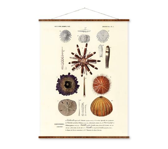 Discover Shells Illustrations Plate 1 Vintage Beach Art Ready to Hang Antique Wall Decor Roll Down Canvas Scroll