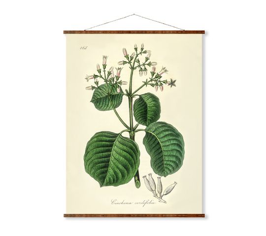 Discover Cartagena Bark (Cinchona Cordifolia) Illustration Vintage Botanicals Antique Ready to Hang Kitchen Decorative Canvas Scroll