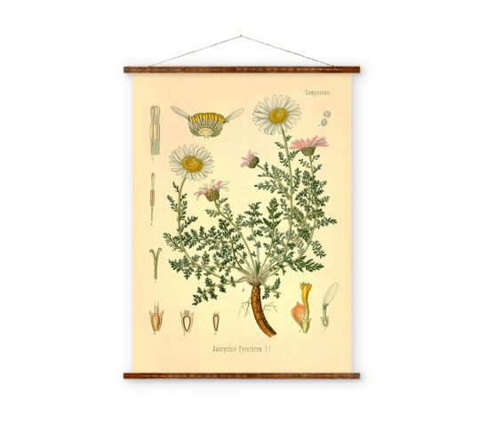 Discover Daisy Anacyclus Pyrethrum Vintage Medical Botanicals Flower Antique Plant  Herb Drawings Ready to Hang Kitchen Art Decorative Canvas Scroll