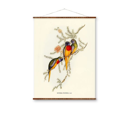 Discover Splendid Grass-Parakeet (Euphema Splendida) Bird Illustrations on Canvas Ready to Hang Decorative Antique Wall Decor Canvas Scroll