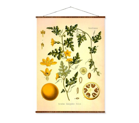 Discover Citrullus Colocynthis Schrad Vintage Medical Botanicals Antique Plant and Herb Drawings Ready to Hang Kitchen Art Decorative Canvas Scroll
