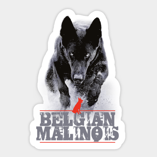 Discover Belgian Malinois - Belgian Malinois - Sticker
