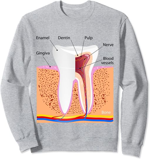 Discover Dental Anatomy For Normal Tooth Dentin Enamel Gingiva Pulp Sweatshirt