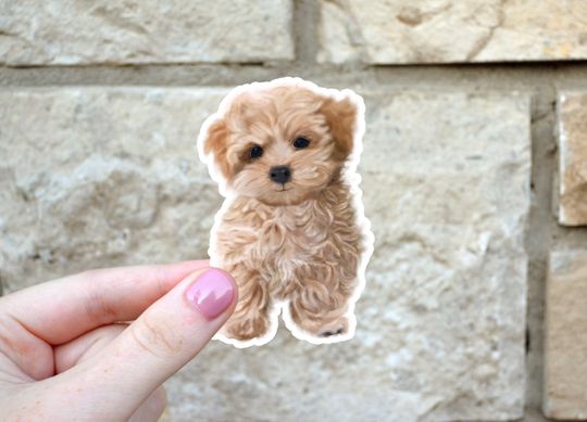 Discover Water Resistant Maltipoo Sticker
