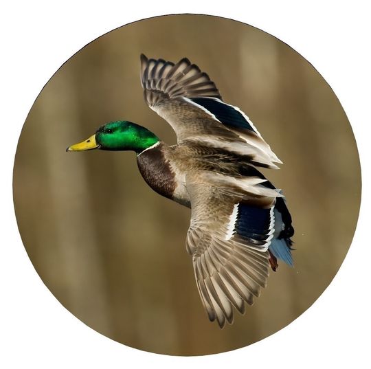 Discover Duck Made With Your Size Soft Spare Wheel Tire Cover