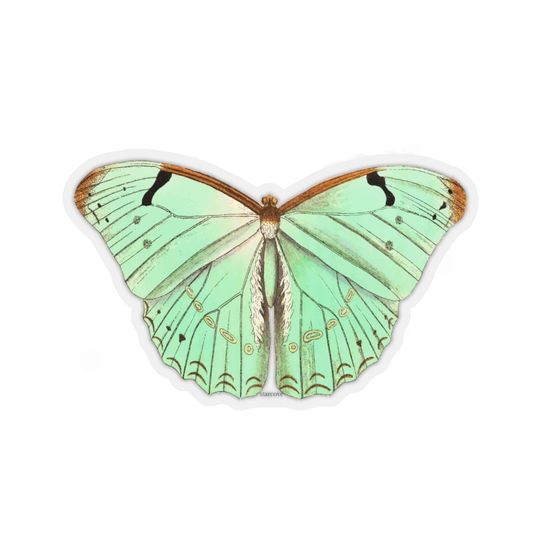 Discover Green Butterfly Sticker