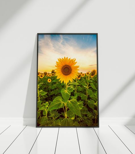 Discover Sunflower Poster, Flower Poster