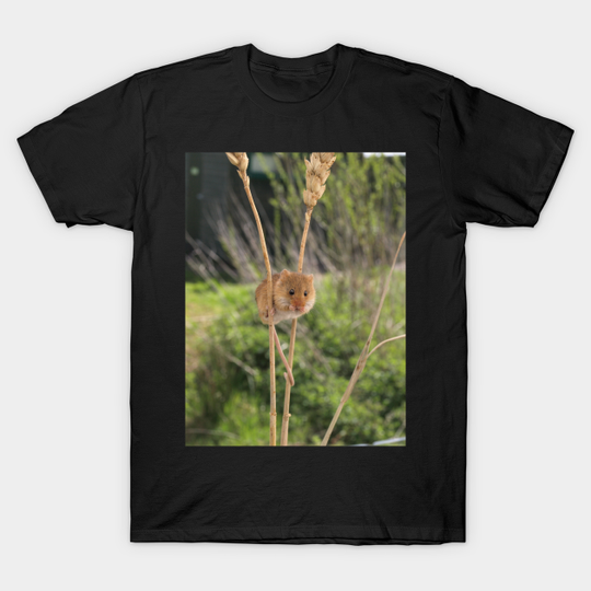 Discover Harvest Mouse - Harvest Mouse - T-Shirt