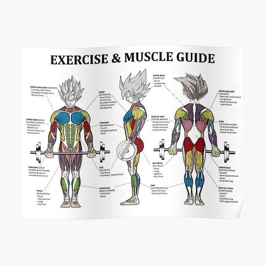 Anatomy Chart Muscle Diagram Anime Workout Inspirational Premium